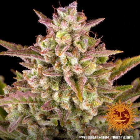 Wedding Cake - Barney's Farm Seeds | Autoflower Cannabis Seeds Wedding Cake - Barney's Farm Seeds | Autoflower Cannabis Seeds