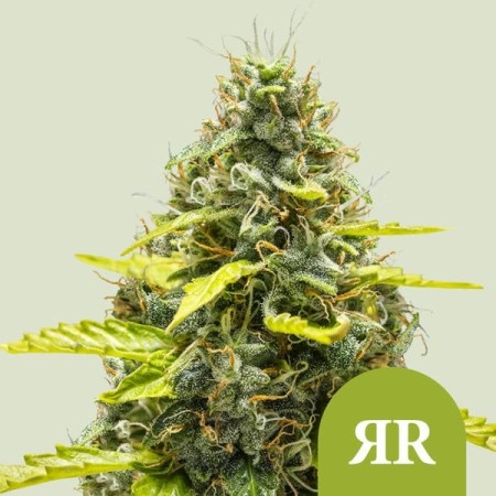 Royal Runtz - Royal Queen Seeds | Autoflowering Cannabis Seeds
