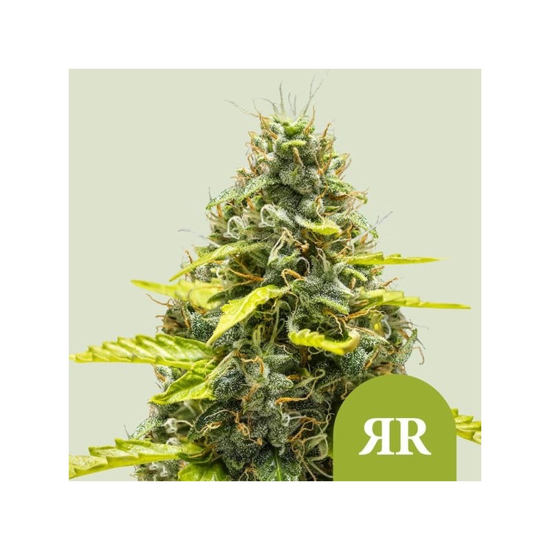 Royal Runtz - Royal Queen Seeds | Autoflowering Cannabis Seeds Royal Runtz - Royal Queen Seeds | Autoflowering Cannabis Seeds