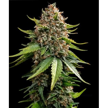 White Widow XXL - Barney's Farm Seeds | Autoflower