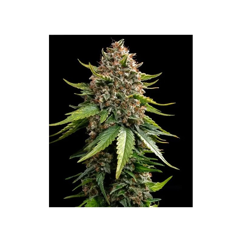 White Widow XXL - Barney's Farm Seeds | Autoflower
