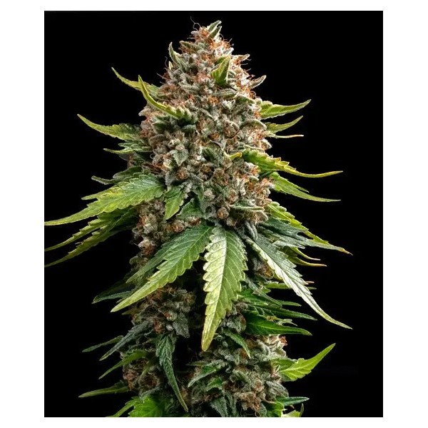 White Widow XXL - Barney's Farm Seeds | Autoflower
