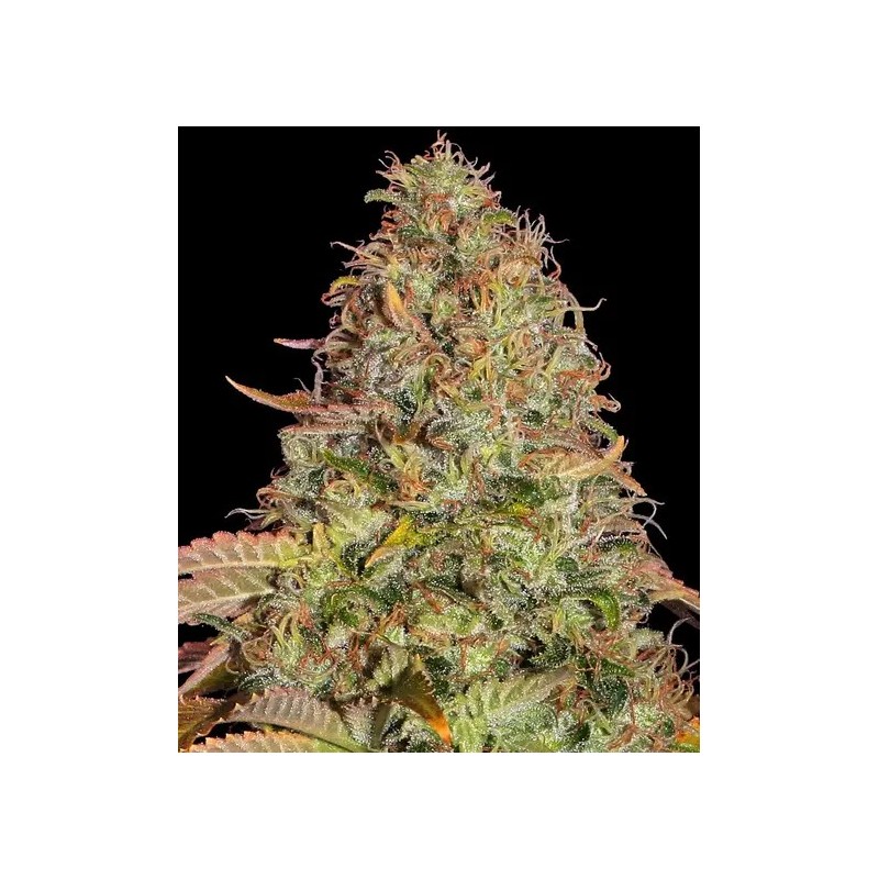 Zkittlez OG - Barney's Farm Seeds | Autoflower Cannabis Seeds