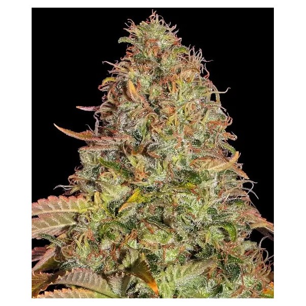 Zkittlez OG - Barney's Farm Seeds | Autoflower