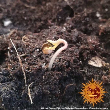 Zkittlez OG - Barney's Farm Seeds | Autoflower Cannabis Seeds