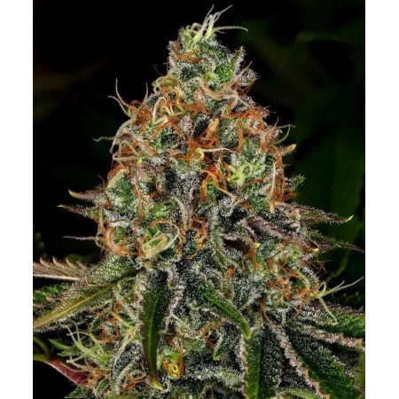 Tangerine Dream - Barney's Farm Seeds | Autoflower Cannabis Seeds