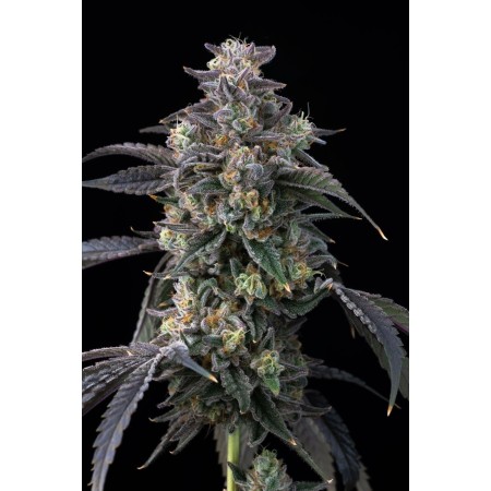 Super Boof - Barney's Farm Seeds | Feminized Cannabis Seeds