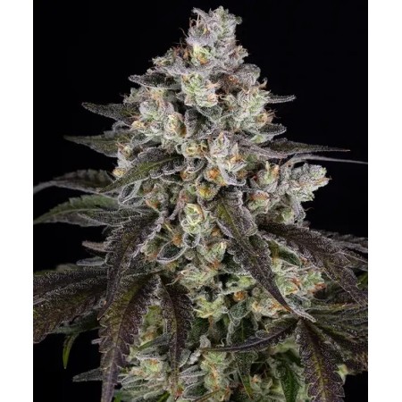 Trainwreck - Barney's Farm Seeds | Feminized Cannabis Seeds