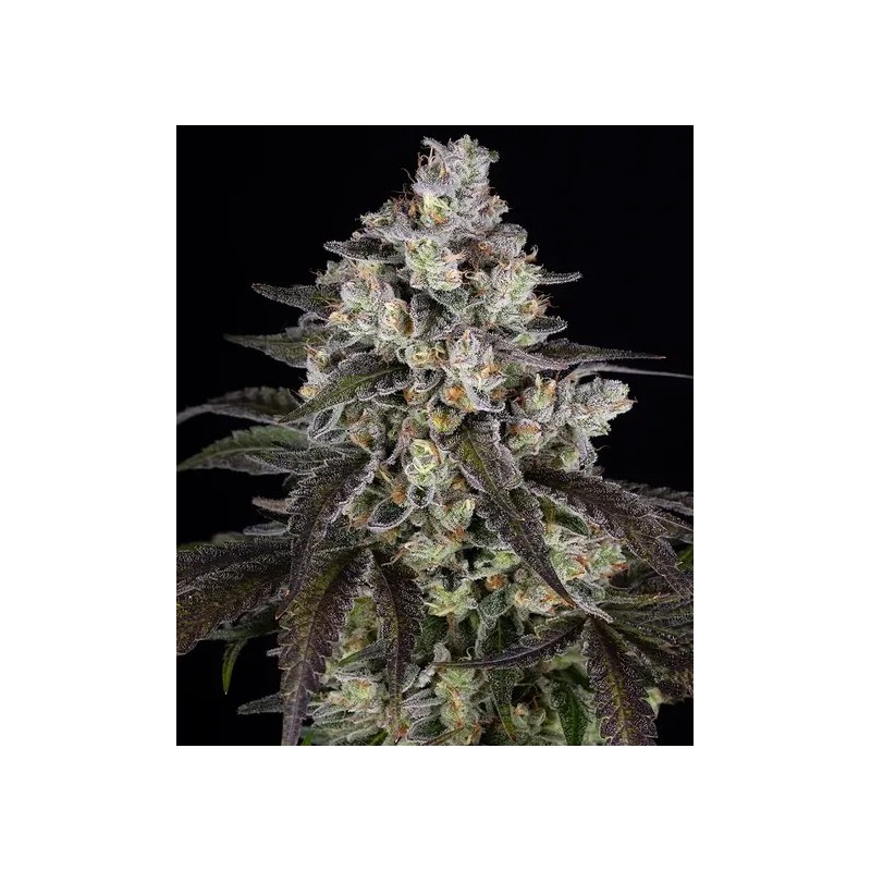 Trainwreck - Barney's Farm Seeds | Feminized Cannabis Seeds