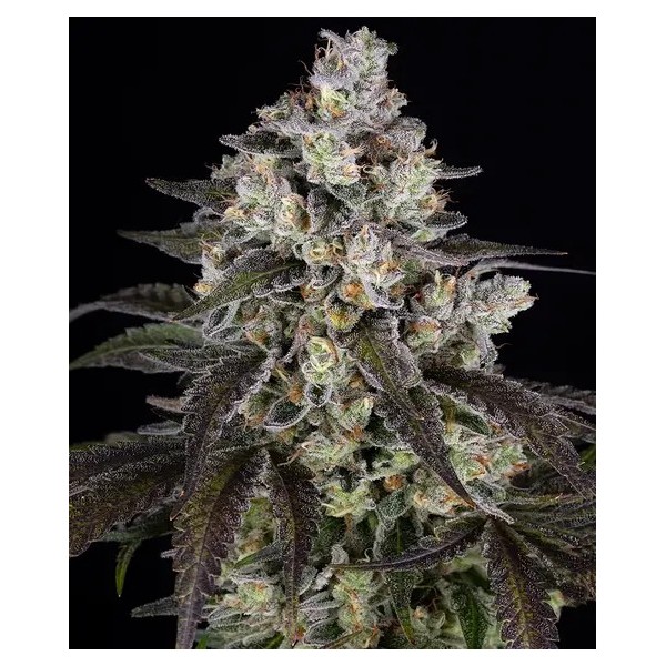 Trainwreck - Barney's Farm Seeds | Feminized
