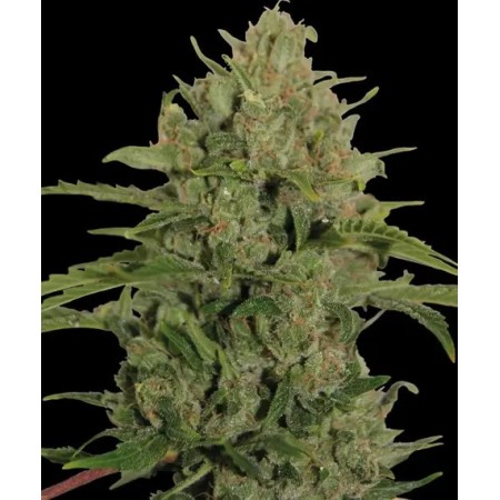 Triple Cheese - Barney's Farm Seeds | Feminized Cannabis Seeds