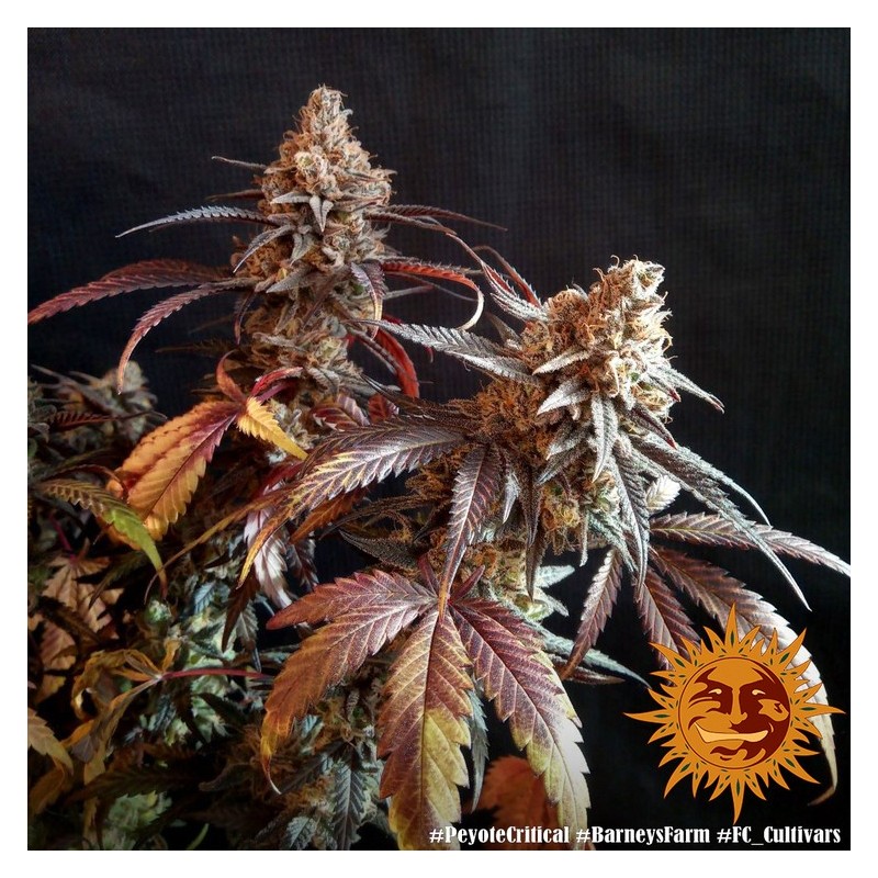 Peyote Critical - Barney's Farm Seeds | Feminized Cannabis Seeds Peyote Critical - Barney's Farm Seeds | Feminized Cannabis Seeds