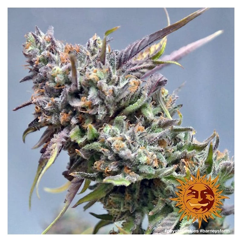 Peyote Cookies - Barney's Farm Seeds | Feminized Cannabis Seeds Peyote Cookies - Barney's Farm Seeds | Feminized Cannabis Seeds
