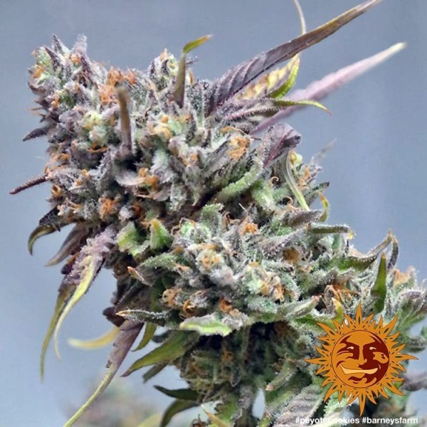 Peyote Cookies - Barney's Farm Seeds | Feminized