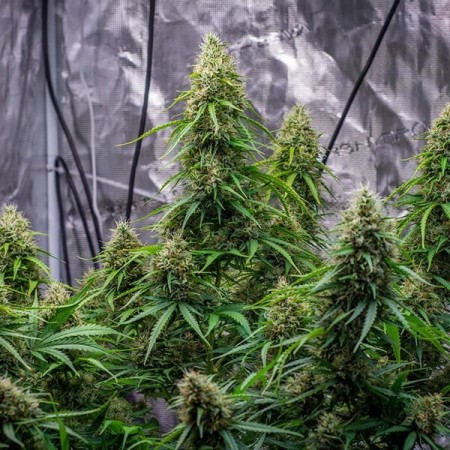 Sherbet Queen - Royal Queen Seeds | Autoflowering Cannabis Seeds Sherbet Queen - Royal Queen Seeds | Autoflowering Cannabis Seeds