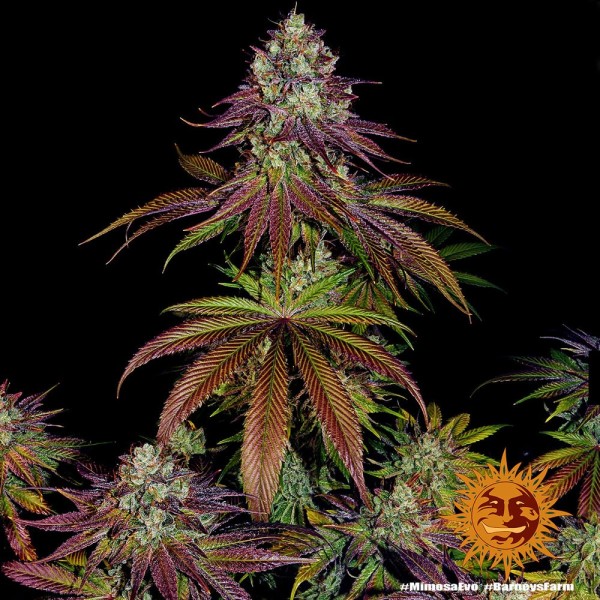 Mimosa Evo - Barney's Farm Seeds | Feminized