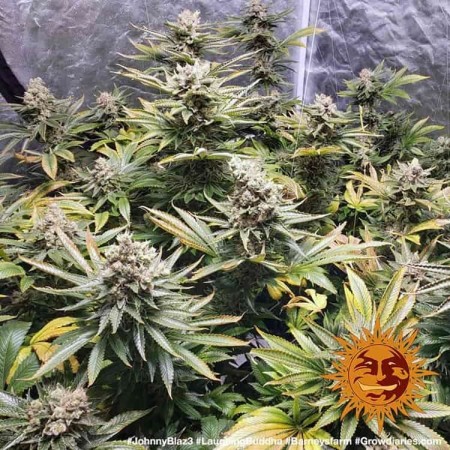 Laughing Buddha - Barney's Farm Seeds | Feminized Cannabis Seeds