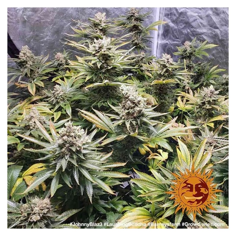 Laughing Buddha - Barney's Farm Seeds | Feminized Cannabis Seeds