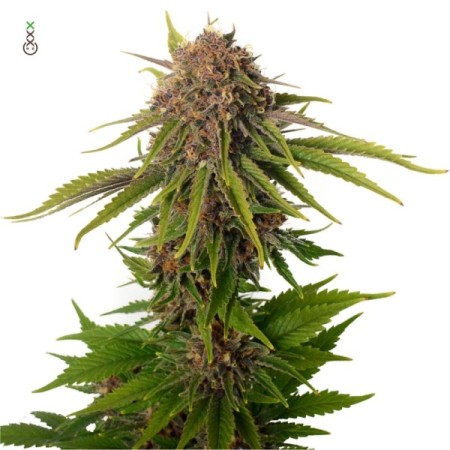 AK Choco Kush - Amsterdam Genetics Seeds | Feminized