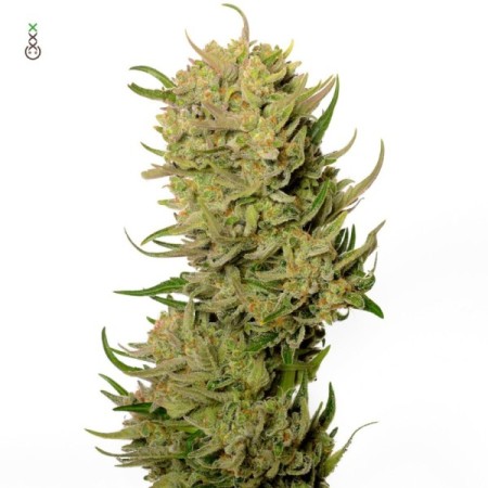 AK-020 - Amsterdam Genetics Seeds | Autoflower Cannabis Seeds