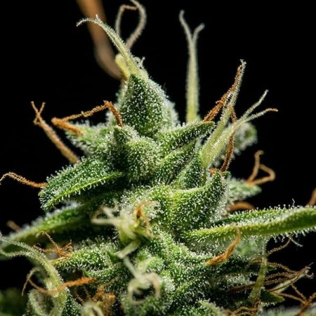 Sherbet Queen - Royal Queen Seeds | Autoflowering Cannabis Seeds Sherbet Queen - Royal Queen Seeds | Autoflowering Cannabis Seeds