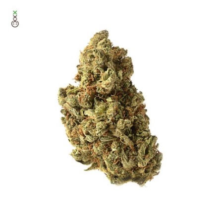 Amazing Haze - Amsterdam Genetics Seeds | Feminized Cannabis Seeds Amazing Haze - Amsterdam Genetics Seeds | Feminized Cannabis Seeds
