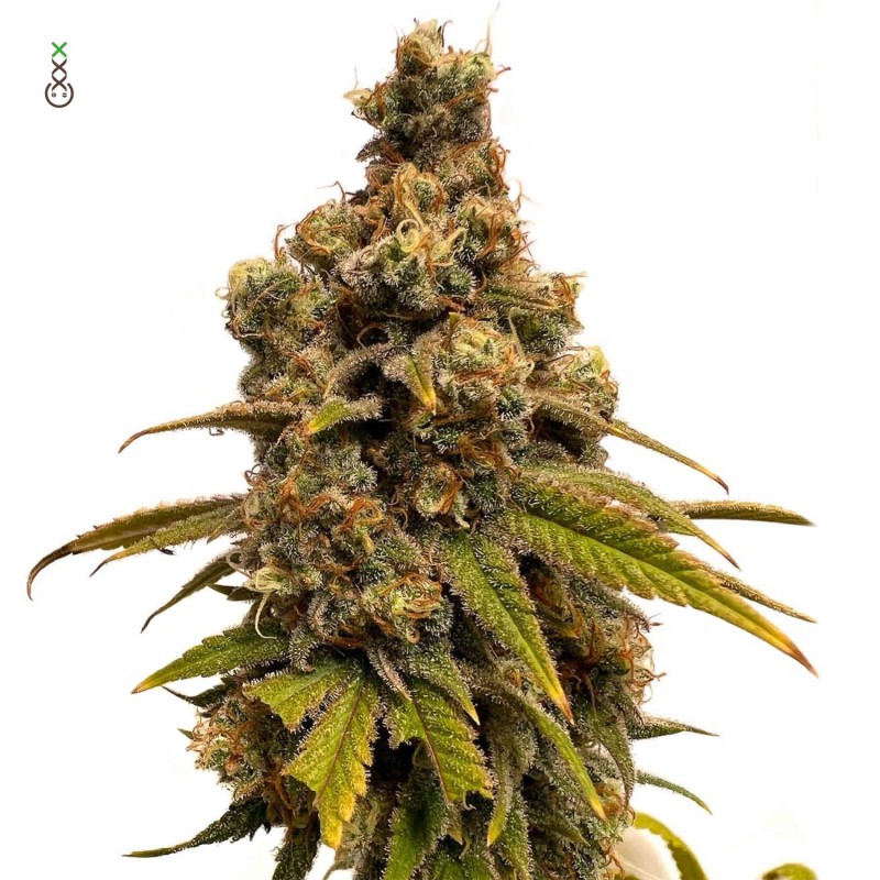 Banana Slush - Amsterdam Genetics Seeds | Feminized Cannabis Seeds