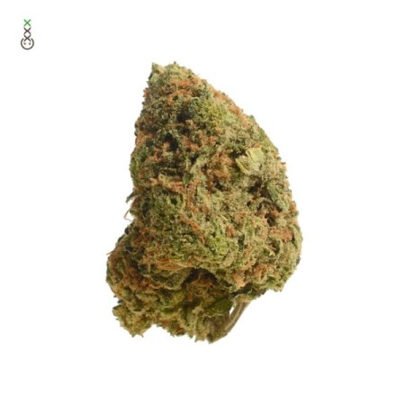 Banana Slush - Amsterdam Genetics Seeds | Feminized Cannabis Seeds