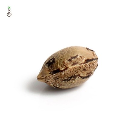 Banana Slush - Amsterdam Genetics Seeds | Feminized Cannabis Seeds