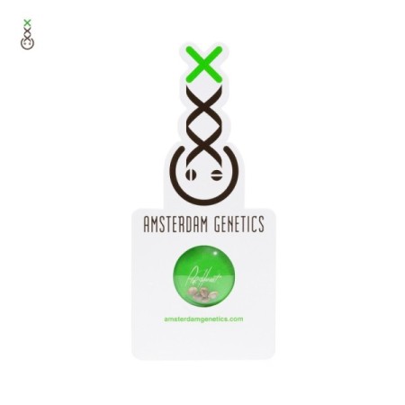 Banana Slush - Amsterdam Genetics Seeds | Feminized Cannabis Seeds