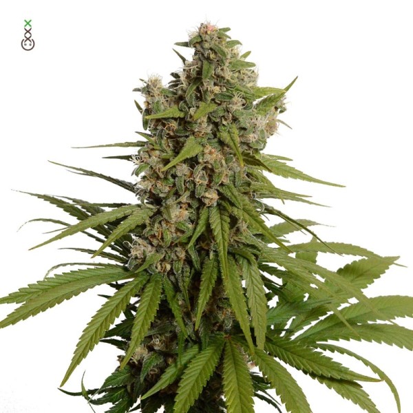 Blue Amnesia - Amsterdam Genetics Seeds | Feminized