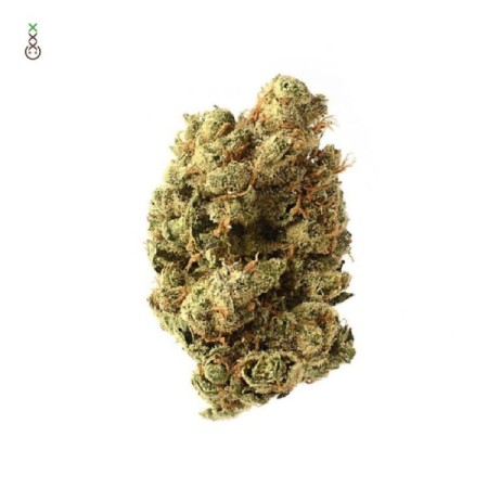 Blue Amnesia - Amsterdam Genetics Seeds | Feminized Cannabis Seeds