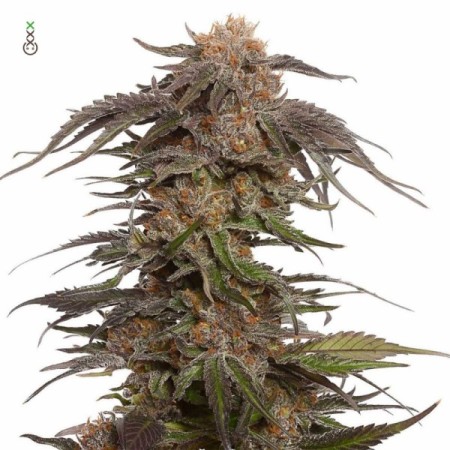 Blue Magic - Amsterdam Genetics Seeds | Feminized Cannabis Seeds
