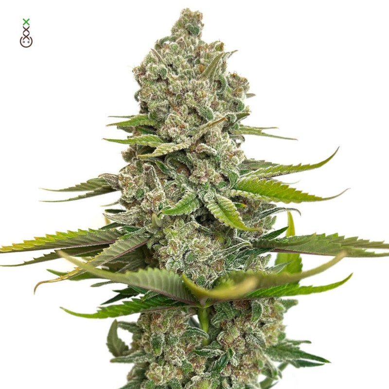 Choco Cheesecake - Amsterdam Genetics Seeds | Feminized