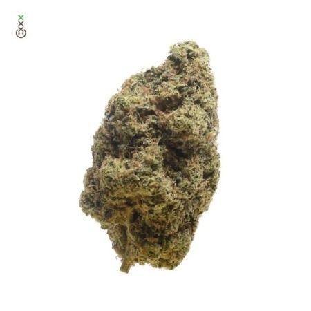 Choco Cheesecake - Amsterdam Genetics Seeds | Feminized
