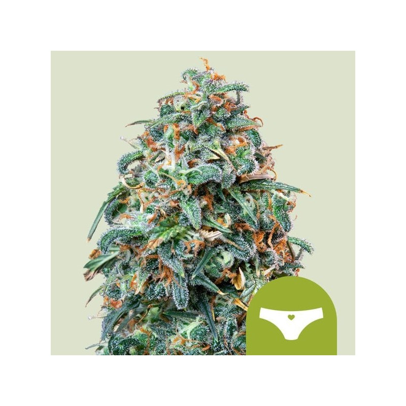 Sherbet Queen - Royal Queen Seeds | Autoflowering Cannabis Seeds Sherbet Queen - Royal Queen Seeds | Autoflowering Cannabis Seeds