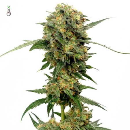Chocolato - Amsterdam Genetics Seeds | Feminized Cannabis Seeds