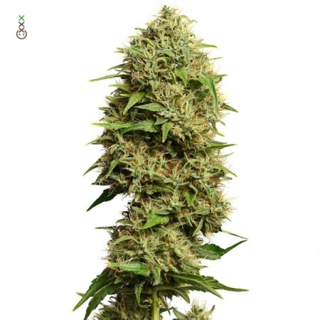 Fatkids Cake - Amsterdam Genetics Seeds | Feminized Cannabis Seeds