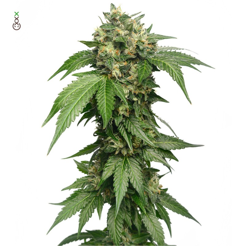 Grapefruit Superstar - Amsterdam Genetics Seeds | Feminized