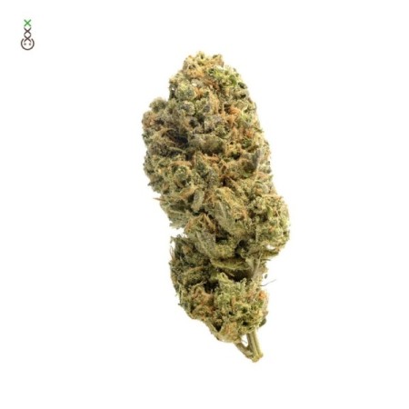 Grapefruit Superstar - Amsterdam Genetics Seeds | Feminized