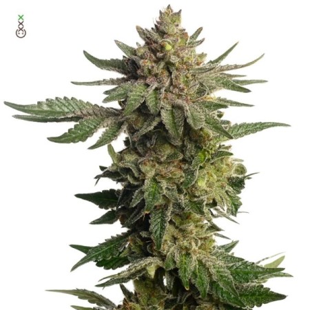 Green Magic - Amsterdam Genetics Seeds | Feminized Cannabis Seeds
