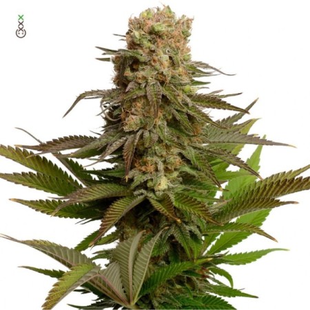 Kosher Choco Kush - Amsterdam Genetics Seeds | Feminized