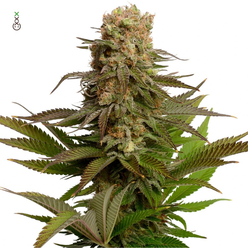 Kosher Choco Kush - Amsterdam Genetics Seeds | Feminized Kosher Choco Kush - Amsterdam Genetics Seeds | Feminized