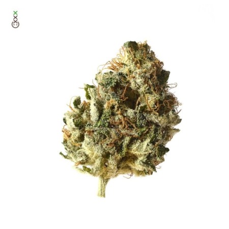 Kosher Choco Kush - Amsterdam Genetics Seeds | Feminized Kosher Choco Kush - Amsterdam Genetics Seeds | Feminized