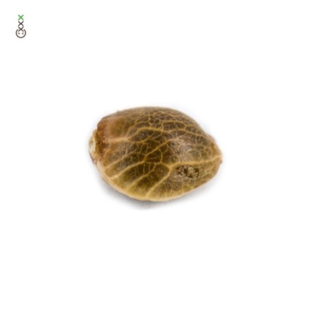 Kosher Choco Kush - Amsterdam Genetics Seeds | Feminized Kosher Choco Kush - Amsterdam Genetics Seeds | Feminized