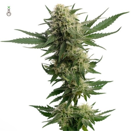 Kosher Tangie Kush - Amsterdam Genetics Seeds | Feminized