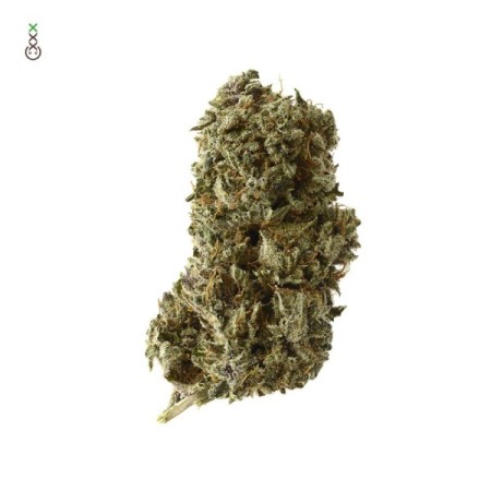 Kosher Tangie Kush - Amsterdam Genetics Seeds | Feminized Kosher Tangie Kush - Amsterdam Genetics Seeds | Feminized