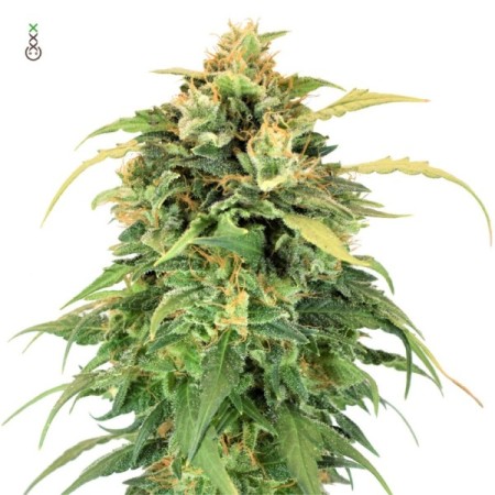 Lemon Haze - Amsterdam Genetics Seeds | Feminized Cannabis Seeds