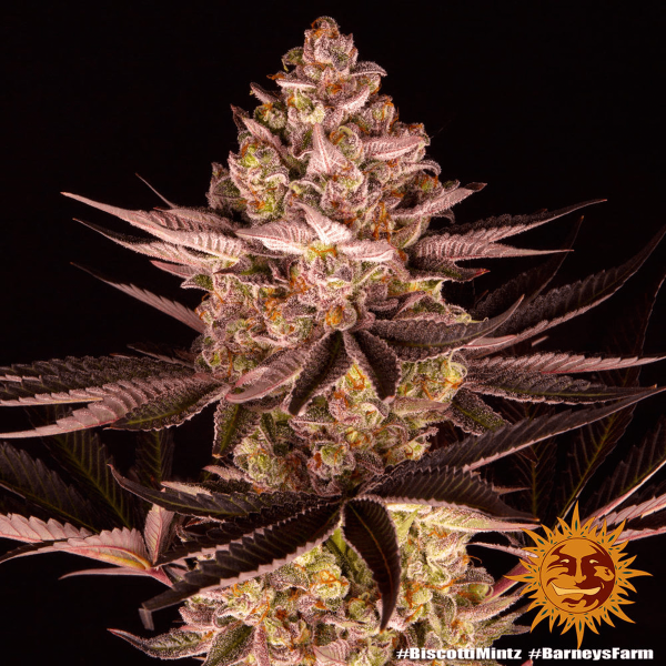 Biscotti Mintz - Barney's Farm Seeds | Feminized