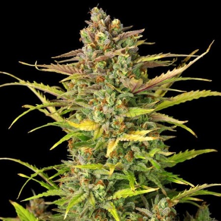 Sweet ZZ - Royal Queen Seeds | Autoflowering Cannabis Seeds